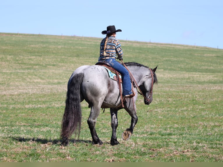 Draft Horse Mix Gelding 6 years 15,3 hh Roan-Blue in Clarion, PA