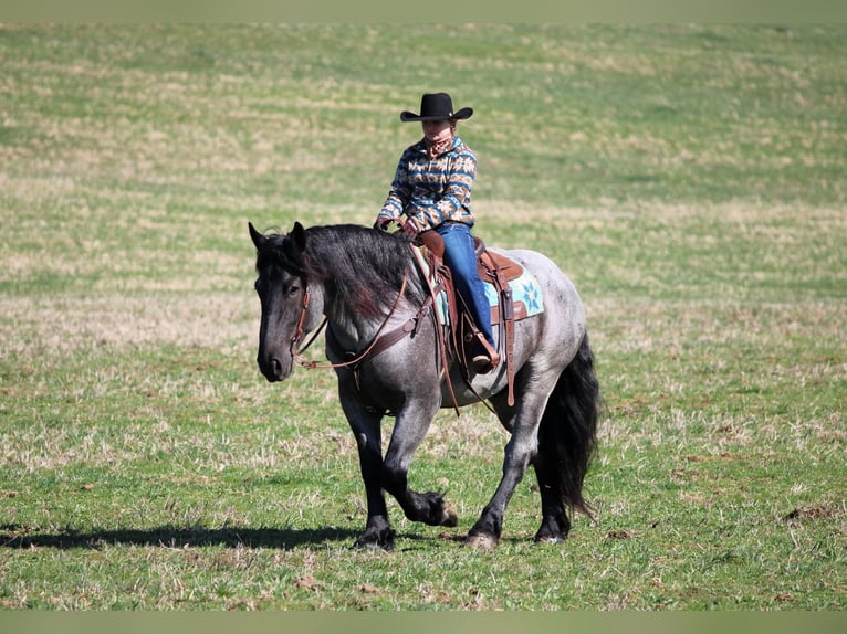 Draft Horse Mix Gelding 6 years 15,3 hh Roan-Blue in Clarion, PA