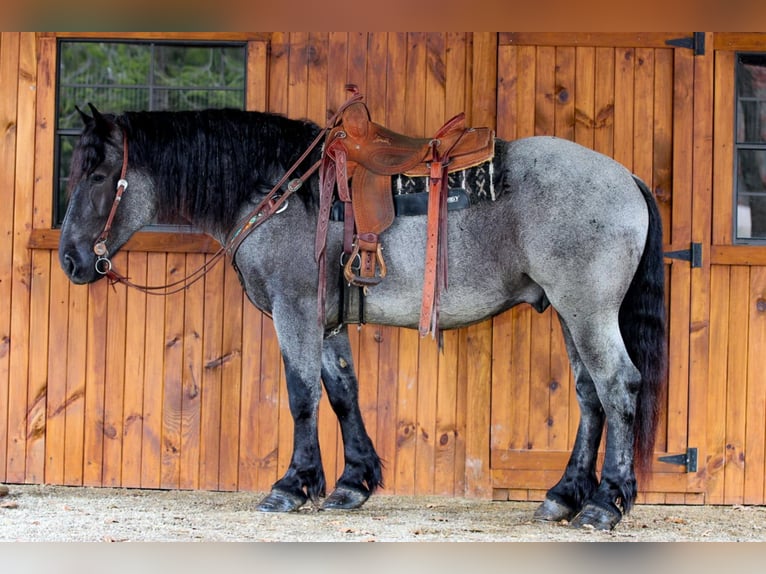 Draft Horse Mix Gelding 6 years 15,3 hh Roan-Blue in Clarion, PA