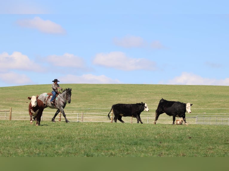 Draft Horse Mix Gelding 6 years 15,3 hh Roan-Blue in Clarion, PA