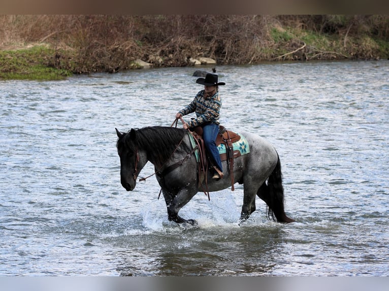 Draft Horse Mix Gelding 6 years 15,3 hh Roan-Blue in Clarion, PA