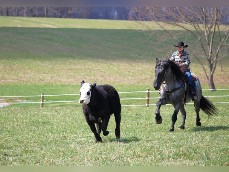 Draft Horse Mix Gelding 6 years 15,3 hh Roan-Blue in Clarion, PA