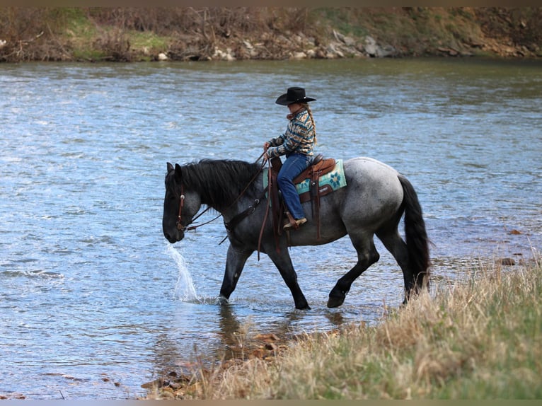 Draft Horse Mix Gelding 6 years 15,3 hh Roan-Blue in Clarion, PA
