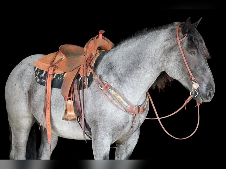 Draft Horse Mix Gelding 6 years 15,3 hh Roan-Blue in Clarion, PA