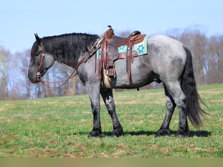 Draft Horse Mix Gelding 6 years 15,3 hh Roan-Blue in Clarion, PA