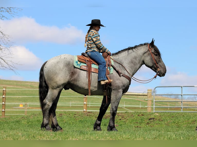 Draft Horse Mix Gelding 6 years 15,3 hh Roan-Blue in Clarion, PA