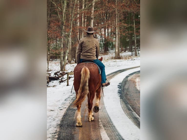 Draft Horse Gelding 6 years 15,3 hh Sorrel in Everette PA