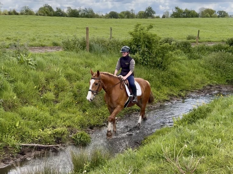 Draft Horse Gelding 6 years 15 hh Chestnut in Laois