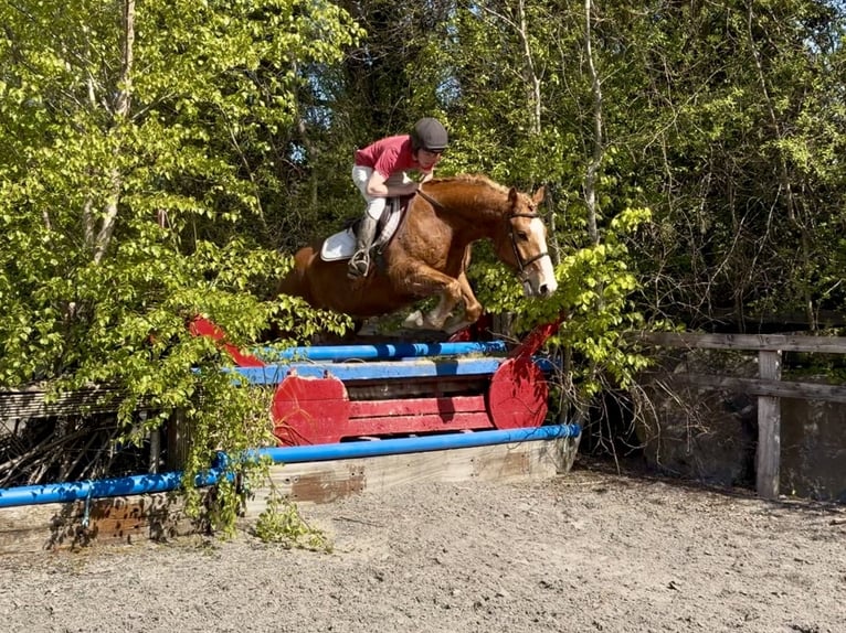 Draft Horse Gelding 6 years 15 hh Chestnut in Laois