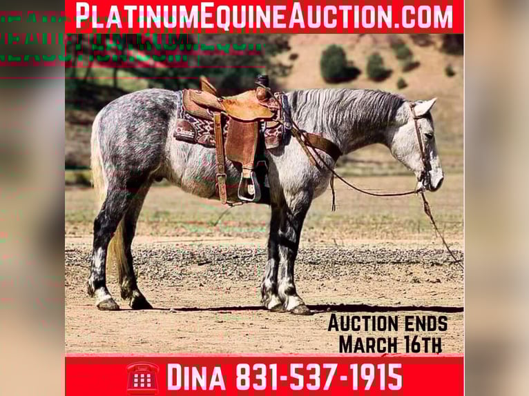 Draft Horse Gelding 6 years 15 hh Grey-Dapple in Paicines CA