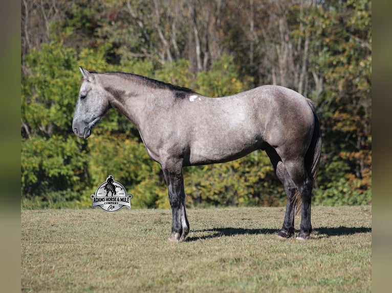 Draft Horse Gelding 6 years 15 hh Grey in Mount Vernon