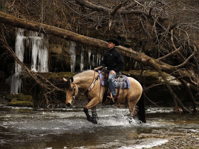 Draft Horse Mix Gelding 6 years 15,1 hh Buckskin in Millersburg