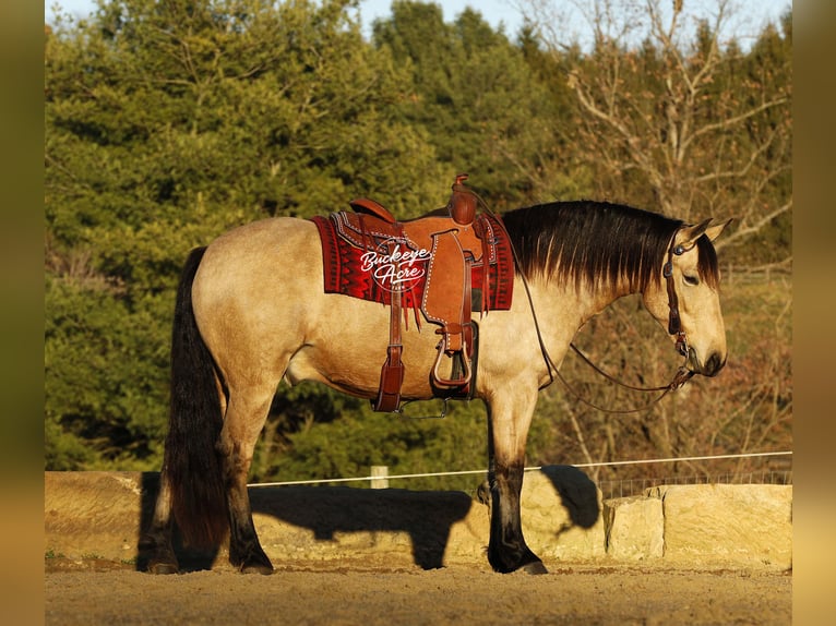 Draft Horse Mix Gelding 6 years 15,1 hh Buckskin in Millersburg