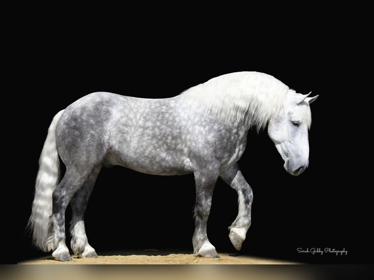 Draft Horse Mix Gelding 6 years 15,2 hh Gray-Dapple in Oelwein, IA