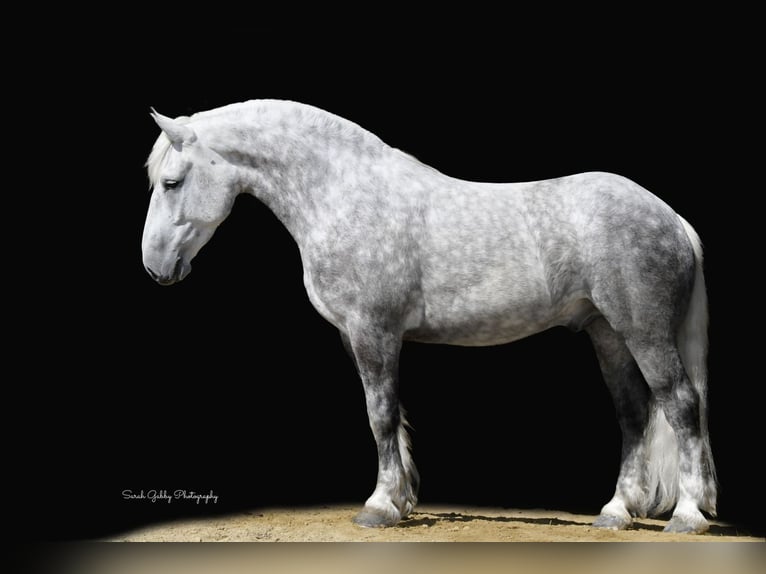 Draft Horse Mix Gelding 6 years 15,2 hh Gray-Dapple in Oelwein, IA