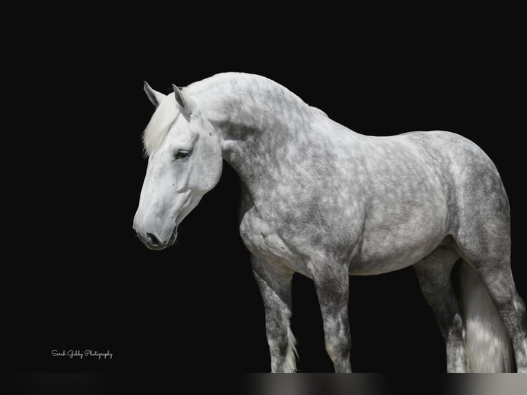 Draft Horse Mix Gelding 6 years 15,2 hh Gray-Dapple in Oelwein, IA