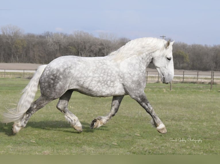 Draft Horse Mix Gelding 6 years 15,2 hh Gray-Dapple in Oelwein, IA