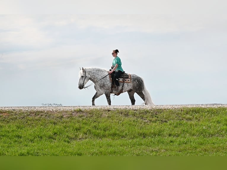 Draft Horse Mix Gelding 6 years 15,2 hh Gray-Dapple in Oelwein, IA