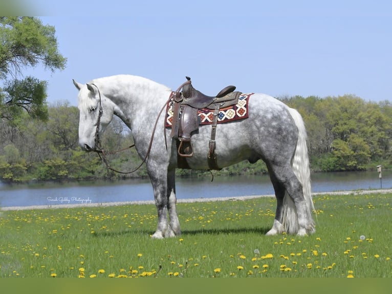 Draft Horse Mix Gelding 6 years 15,2 hh Gray-Dapple in Oelwein, IA