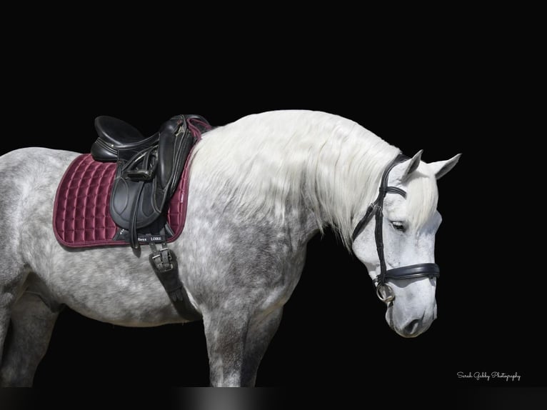 Draft Horse Mix Gelding 6 years 15,2 hh Gray-Dapple in Oelwein, IA
