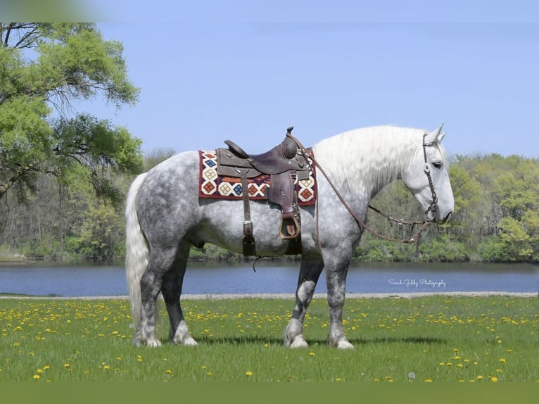 Draft Horse Mix Gelding 6 years 15,2 hh Gray-Dapple in Oelwein, IA