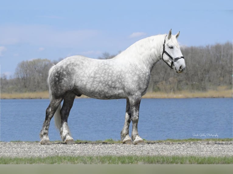 Draft Horse Mix Gelding 6 years 15,2 hh Gray-Dapple in Oelwein, IA