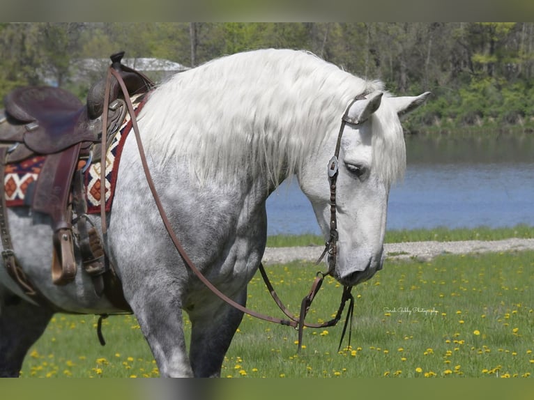 Draft Horse Mix Gelding 6 years 15,2 hh Gray-Dapple in Oelwein, IA