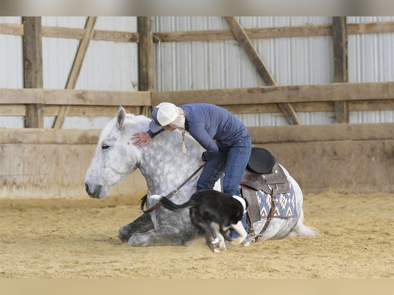 Draft Horse Mix Gelding 6 years 15,2 hh Gray-Dapple in Oelwein, IA