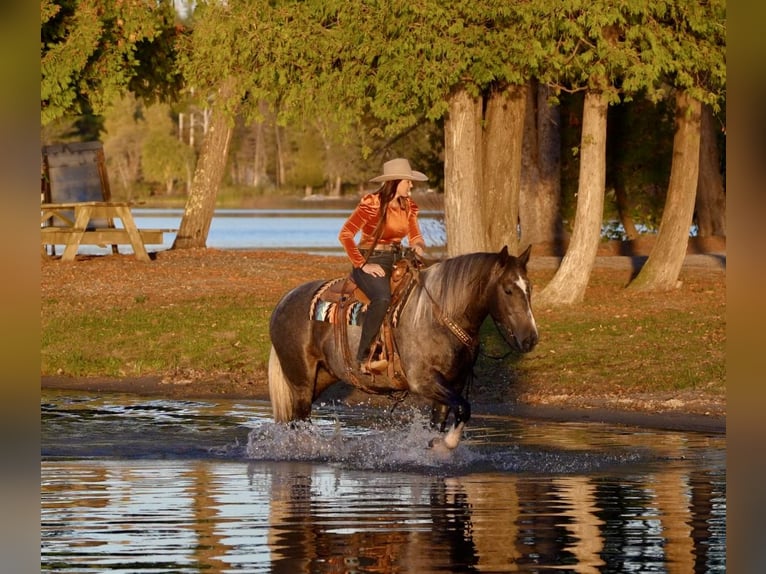 Draft Horse Mix Gelding 6 years 15,2 hh Grey in Aguila