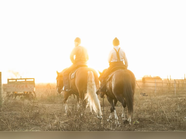 Draft Horse Mix Gelding 6 years 15,2 hh Palomino in Independence