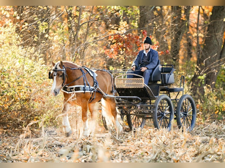 Draft Horse Mix Gelding 6 years 15,2 hh Palomino in Independence