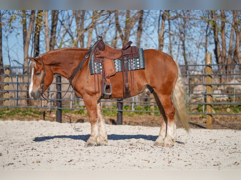 Draft Horse Mix Gelding 6 years 15,2 hh Palomino in Independence