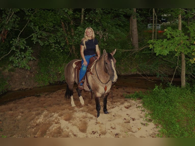 Draft Horse Mix Gelding 6 years 15,3 hh Grullo in Lexington