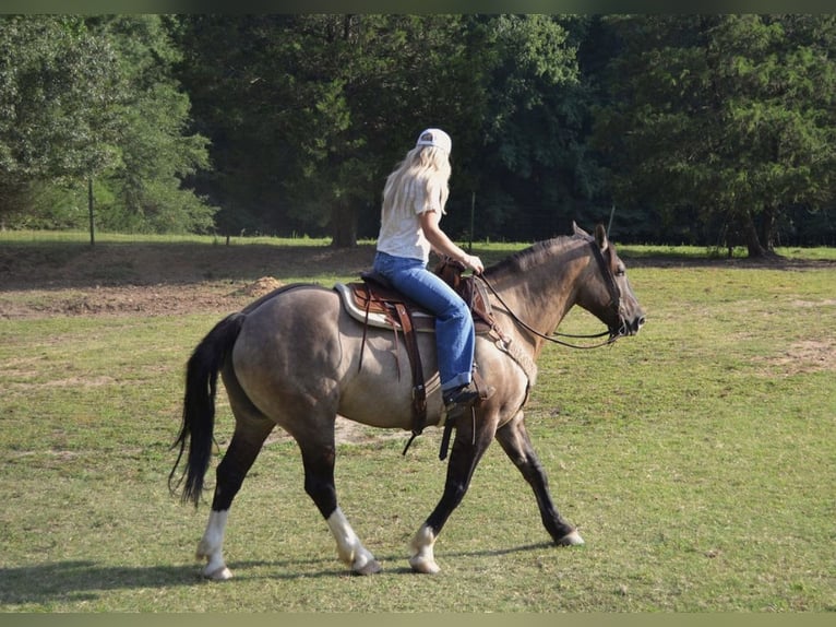 Draft Horse Mix Gelding 6 years 15,3 hh Grullo in Lexington