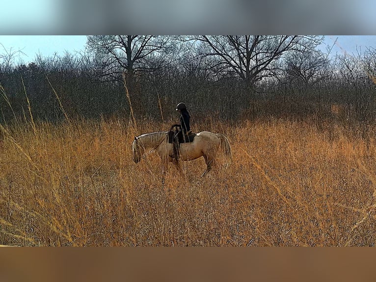 Draft Horse Gelding 6 years 15,3 hh Palomino in Jeffersonton