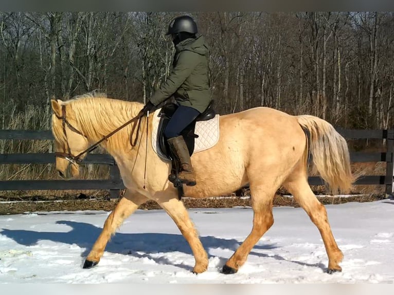 Draft Horse Gelding 6 years 15,3 hh Palomino in Jeffersonton