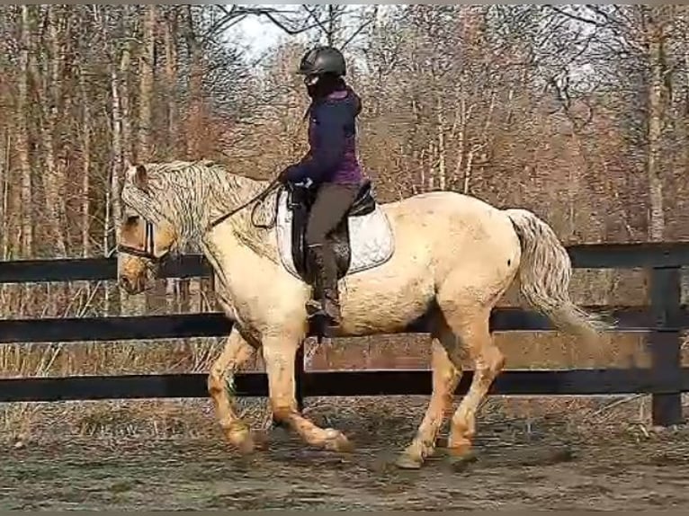 Draft Horse Gelding 6 years 15,3 hh Palomino in Jeffersonton