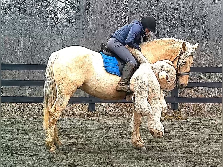 Draft Horse Gelding 6 years 15,3 hh Palomino in Jeffersonton