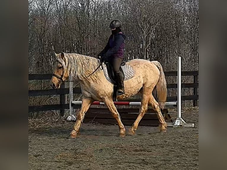 Draft Horse Gelding 6 years 15,3 hh Palomino in Jeffersonton
