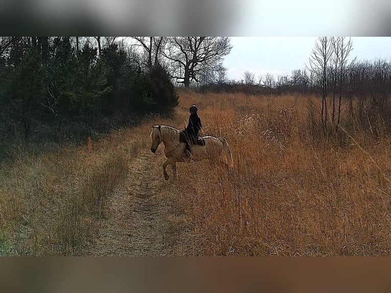 Draft Horse Gelding 6 years 15,3 hh Palomino in Jeffersonton