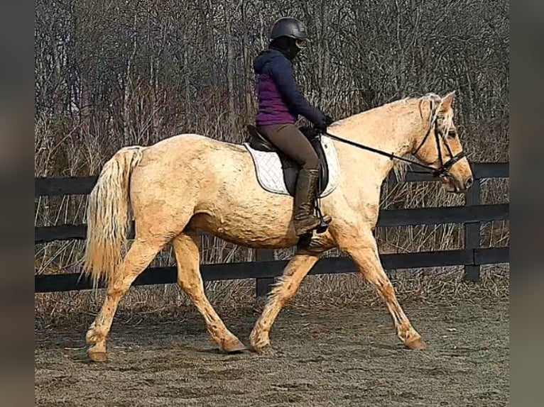 Draft Horse Gelding 6 years 15,3 hh Palomino in Jeffersonton