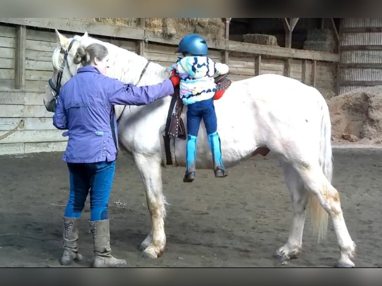 Draft Horse Gelding 6 years 15,3 hh Palomino in Jeffersonton