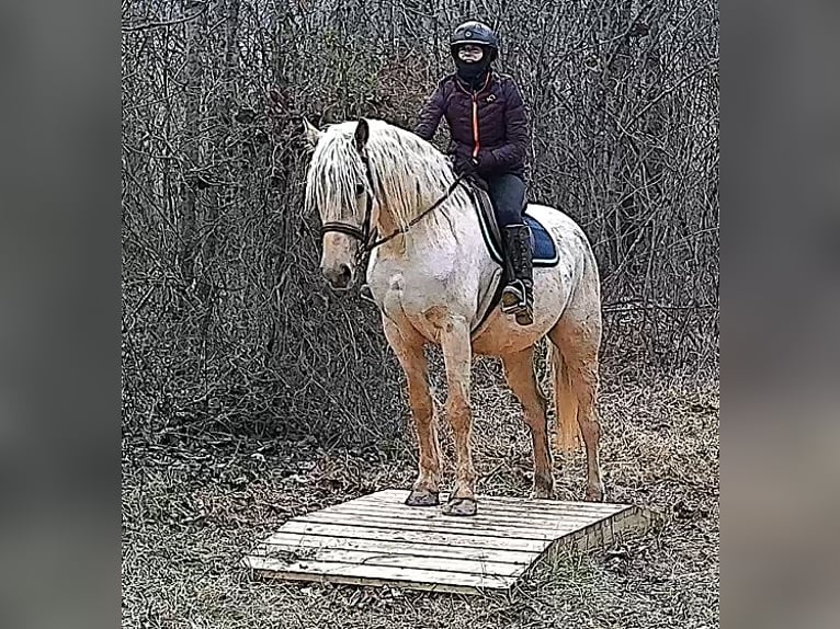 Draft Horse Gelding 6 years 15,3 hh Palomino in Jeffersonton