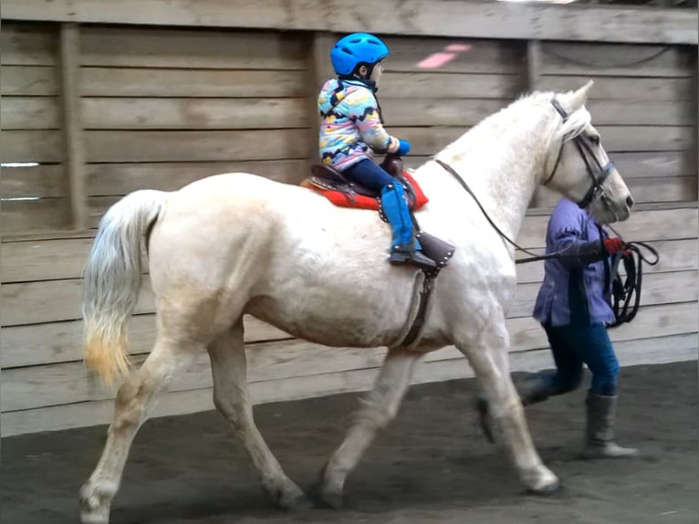 Draft Horse Gelding 6 years 15,3 hh Palomino in Jeffersonton