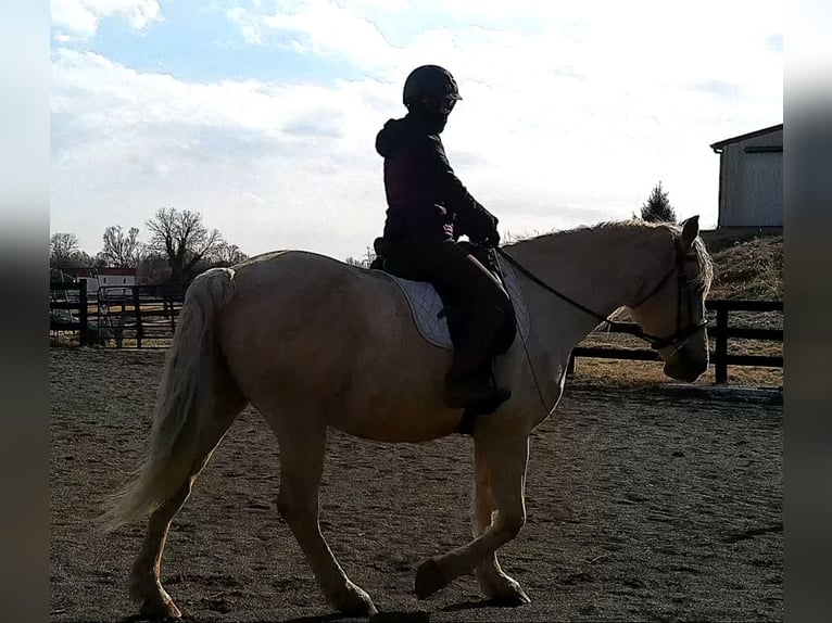 Draft Horse Gelding 6 years 15,3 hh Palomino in Jeffersonton