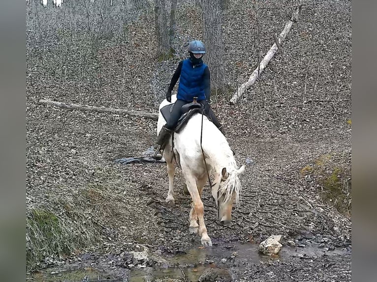 Draft Horse Gelding 6 years 15,3 hh Palomino in Jeffersonton