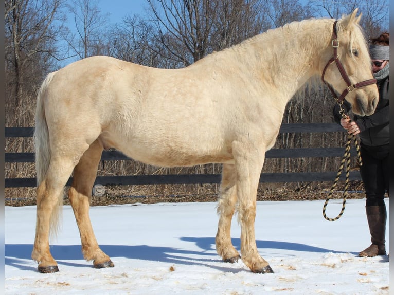 Draft Horse Gelding 6 years 15,3 hh Palomino in Jeffersonton