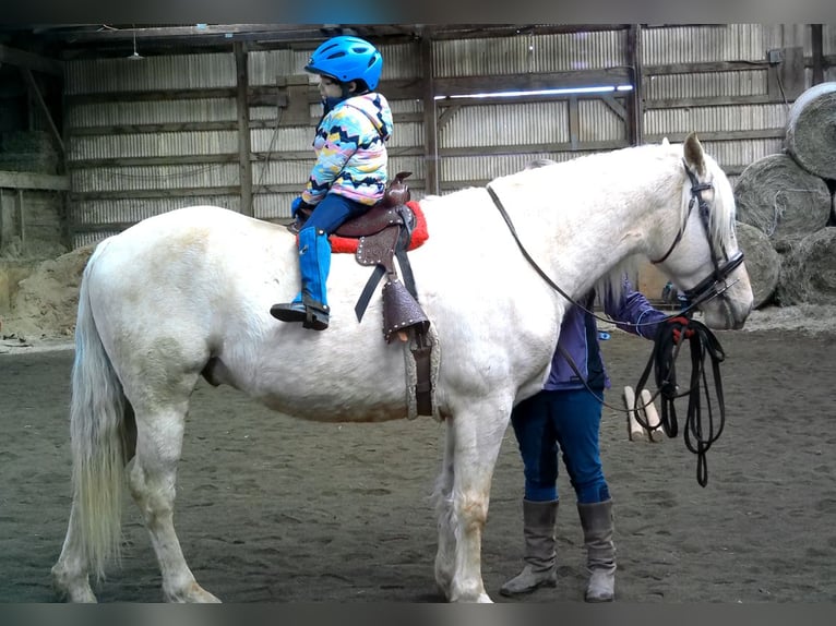 Draft Horse Gelding 6 years 15,3 hh Palomino in Jeffersonton