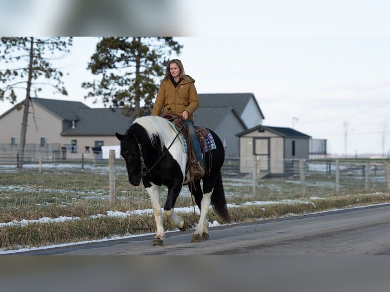 Draft Horse Mix Gelding 6 years 15,3 hh Pinto in Fredericksburg