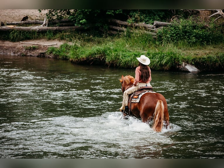 Draft Horse Mix Gelding 6 years 15,3 hh Sorrel in Heber City